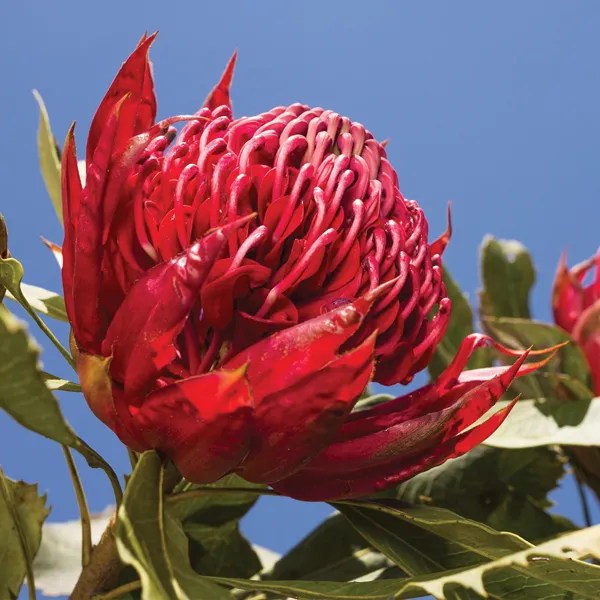 Searles Growing Waratah (Telopea)